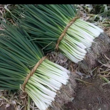 分葱非大葱