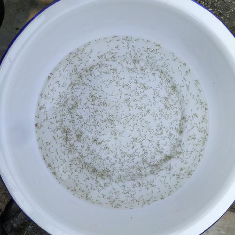 【荐】草鱼水花，支持全国发货，量大可优惠，放心选购。