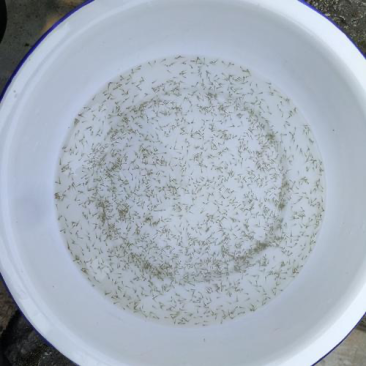 【荐】草鱼水花，支持全国发货，量大可优惠，放心选购。