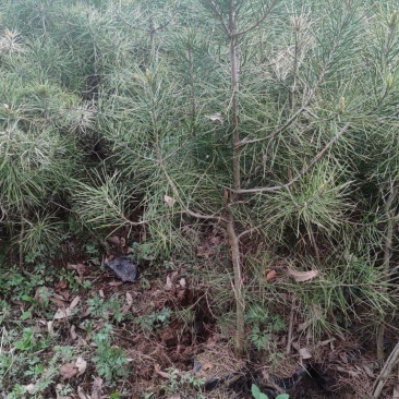 白皮松杯苗，一级白皮松杯苗，二级白皮松杯，海量供应，量大
