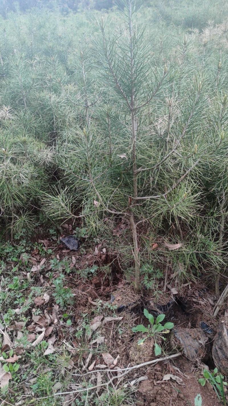 白皮松杯苗，一级白皮松杯苗，二级白皮松杯，海量供应，量大