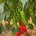 牛角椒种子大果型牛角椒青红两用北方，西北地区