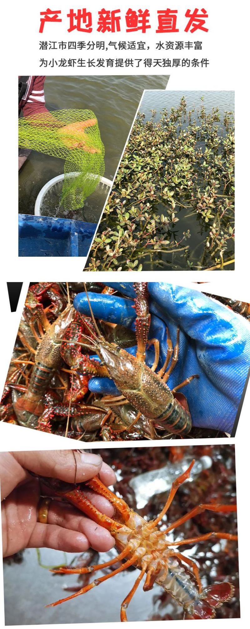 湖北潜江清水小龙虾小中大青虾硬规格分拣供应酒店超市