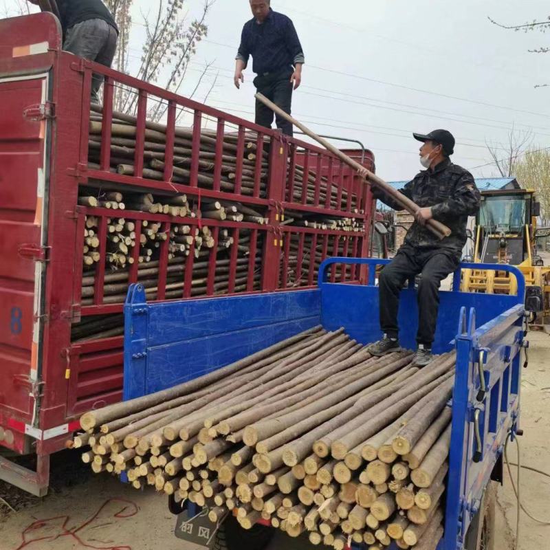 大量供应各种规格绿化支撑杆量大从优