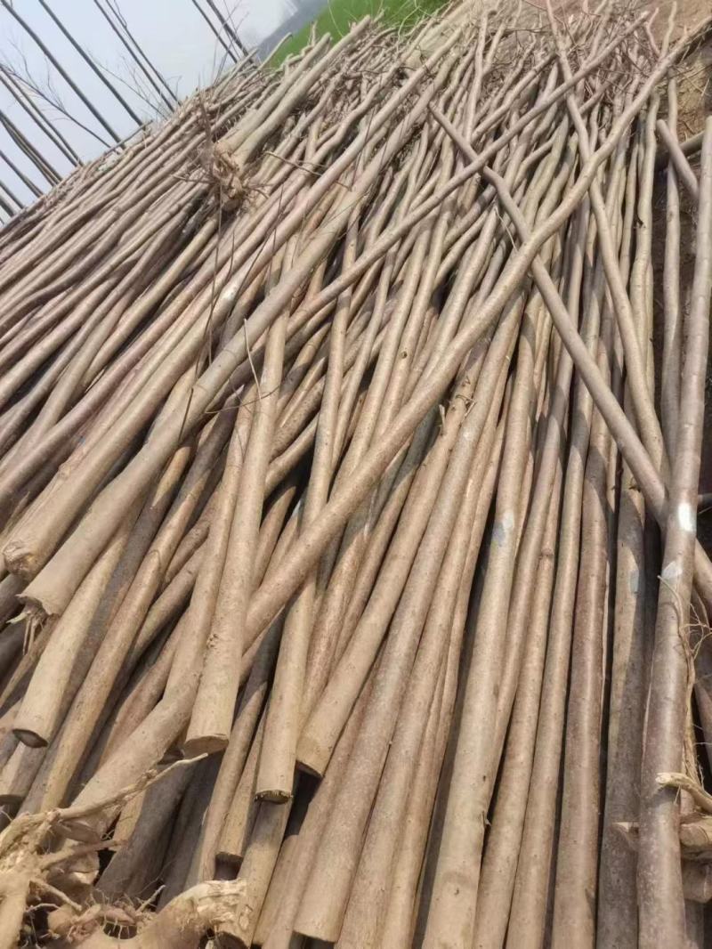 大量供应各种规格绿化支撑杆量大从优