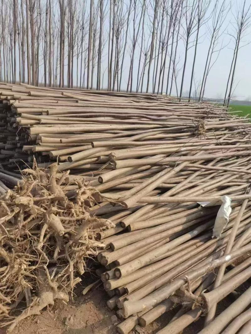 大量供应各种规格绿化支撑杆量大从优