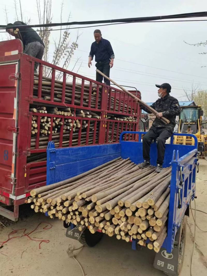大量供应各种规格绿化支撑杆量大从优