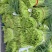 邳州红帽蒜苔大量上市了