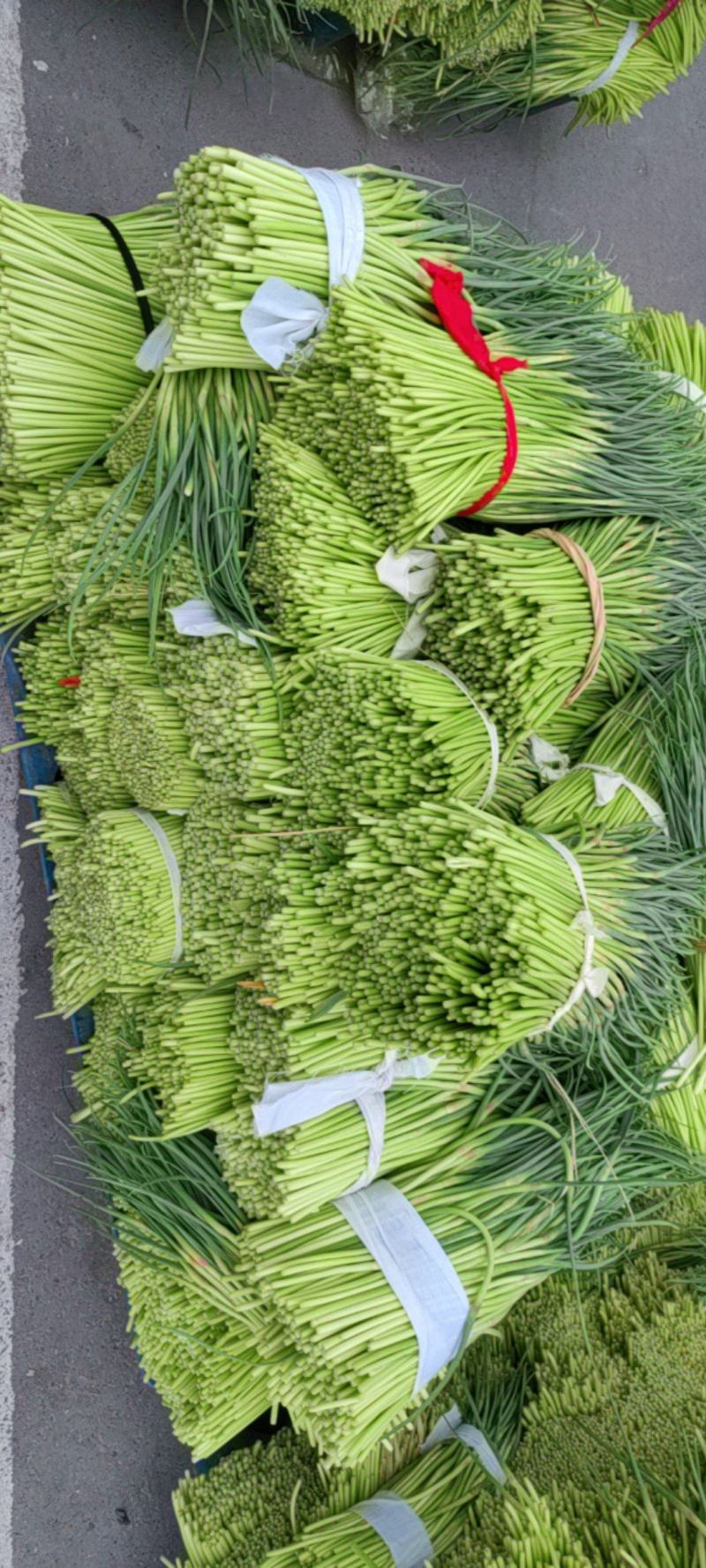 邳州红帽蒜苔大量上市了