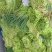 邳州红帽蒜苔大量上市了