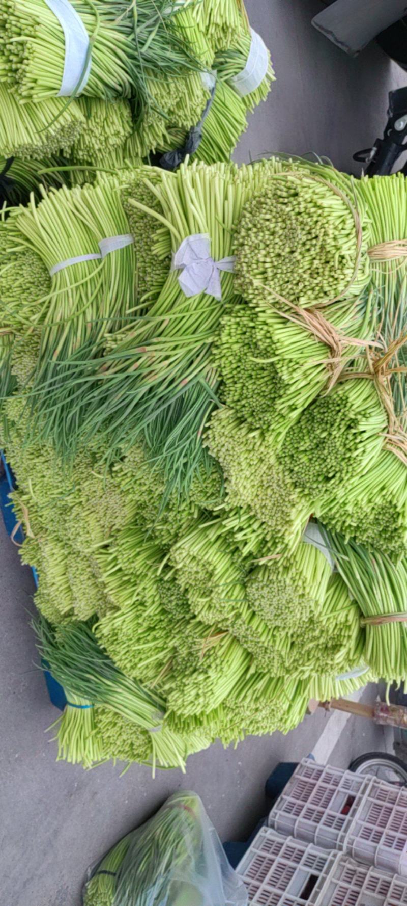 邳州红帽蒜苔大量上市了