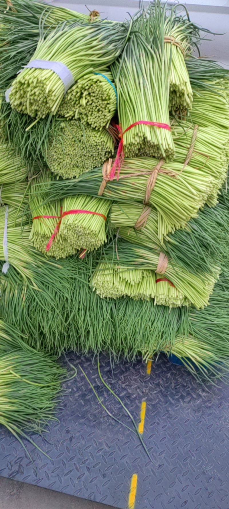 邳州红帽蒜苔大量上市了