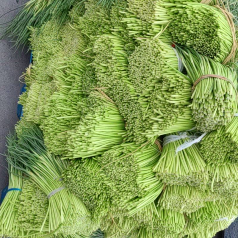 邳州红帽蒜苔大量上市了
