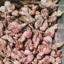 竹黄淡竹黄竹花苦竹花野生竹花天竹花竹黄，苦竹