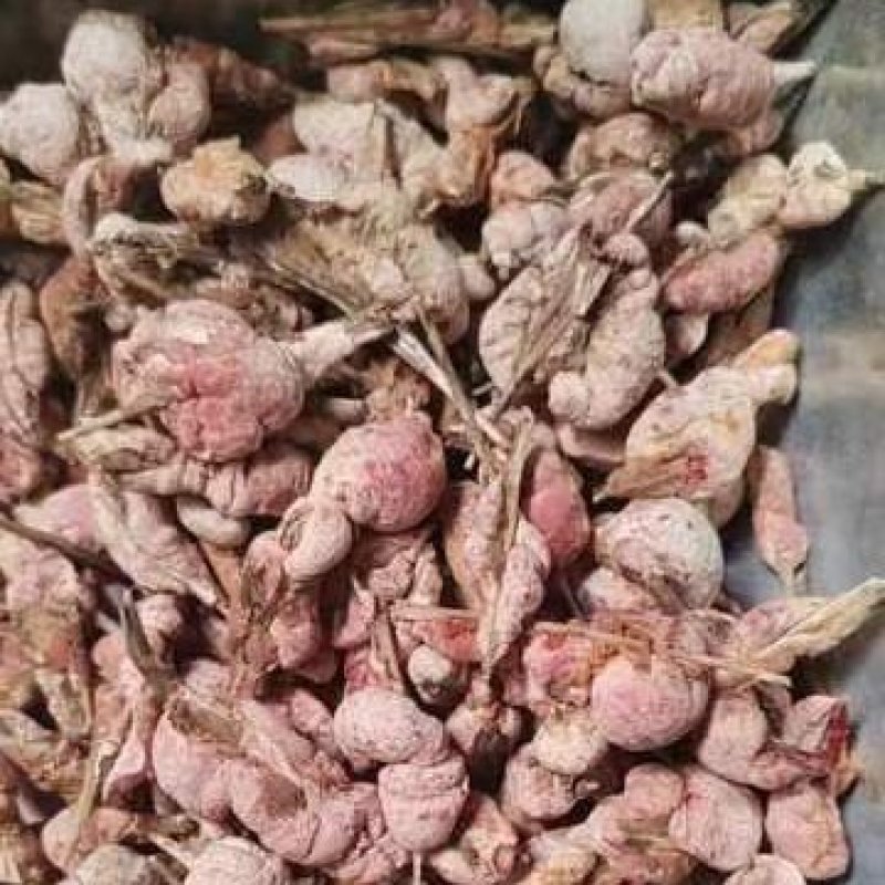 竹黄淡竹黄竹花苦竹花野生竹花天竹花竹黄，苦竹