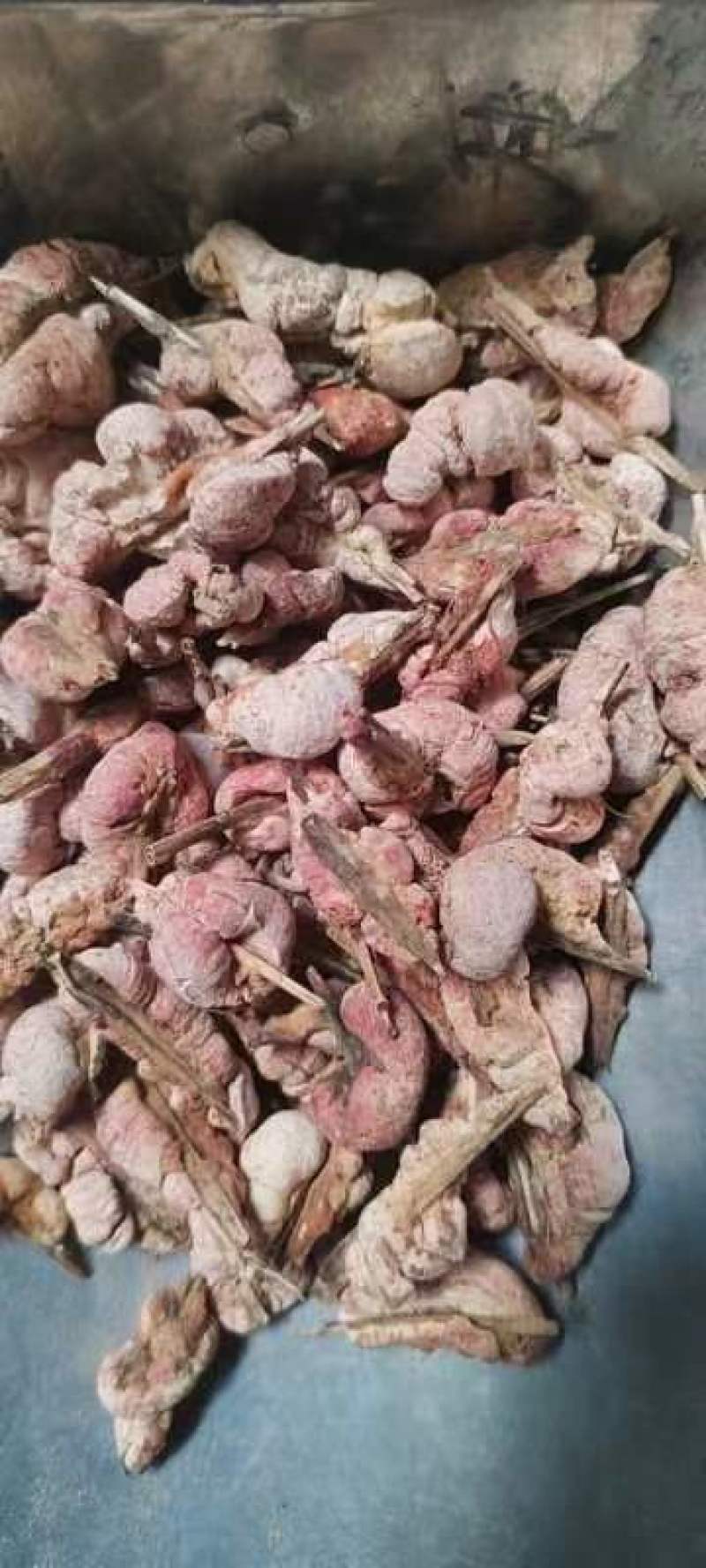 竹黄淡竹黄竹花苦竹花野生竹花天竹花竹黄，苦竹