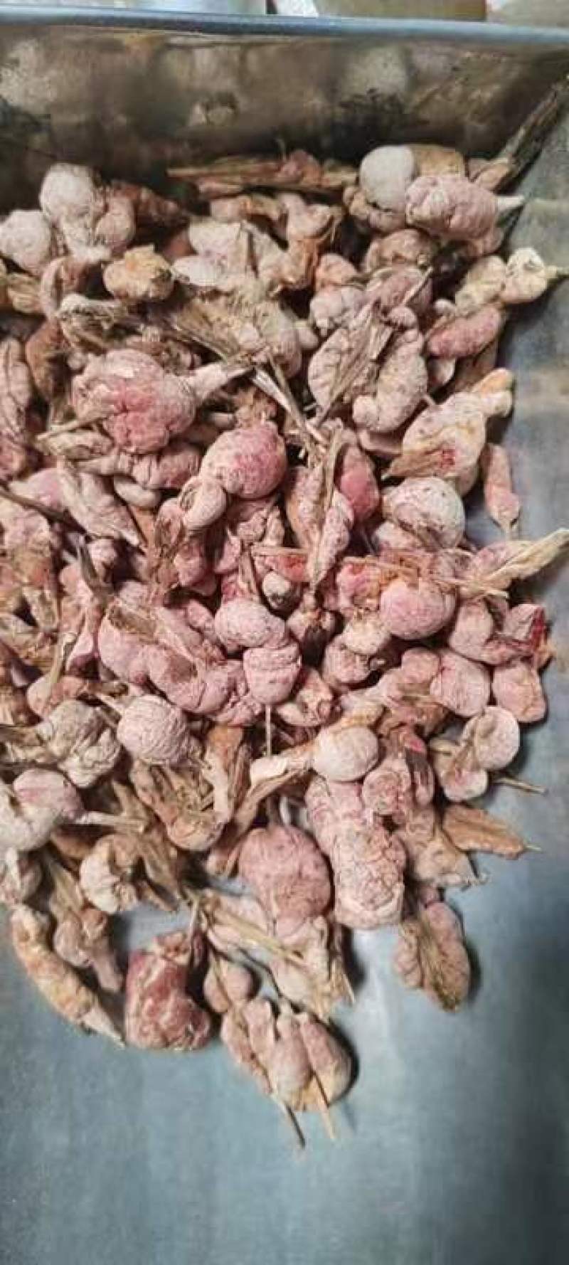 竹黄淡竹黄竹花苦竹花野生竹花天竹花竹黄，苦竹