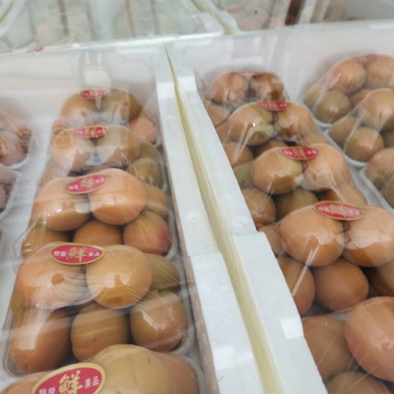 金太阳杏