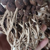 2024年新货精选5号不开伞广昌茶树菇一手货源直发包邮