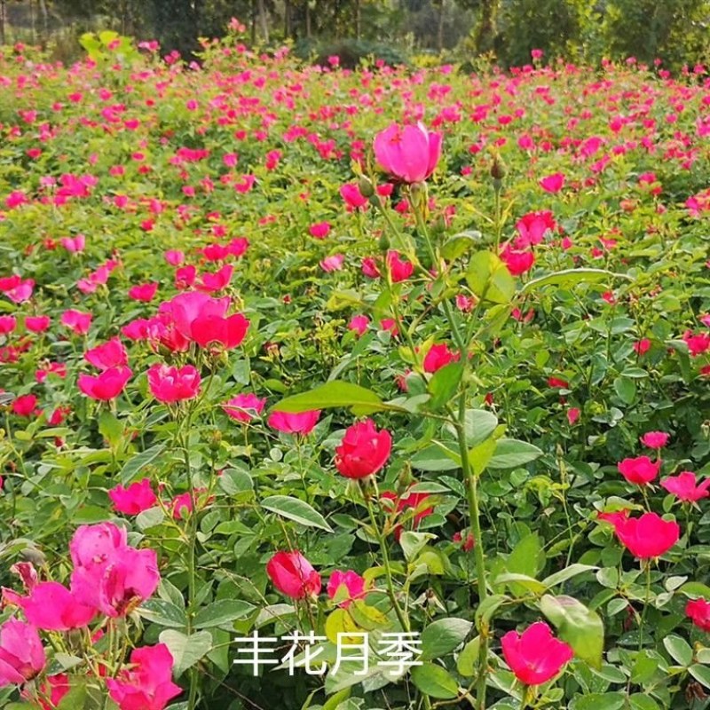 红帽月季月月红丰花盆栽黄帽花月季北方庭院耐寒绿