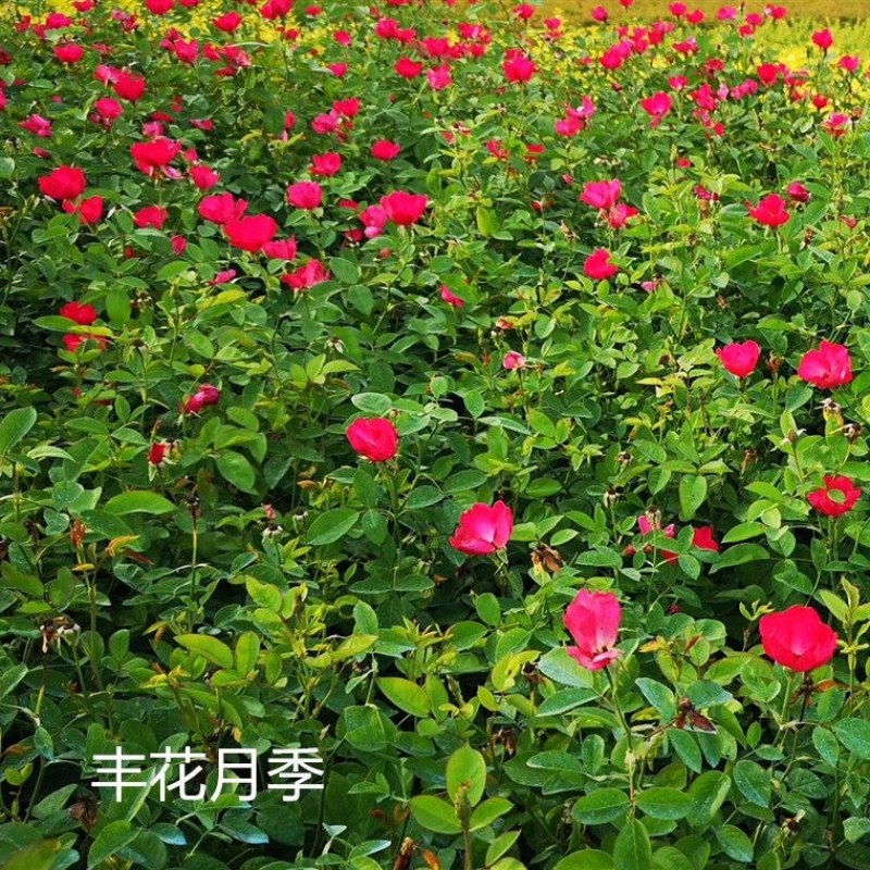 红帽月季月月红丰花盆栽黄帽花月季北方庭院耐寒绿