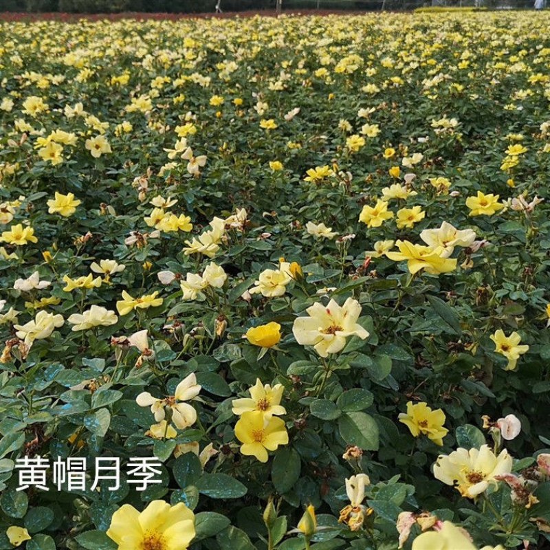 红帽月季月月红丰花盆栽黄帽花月季北方庭院耐寒绿