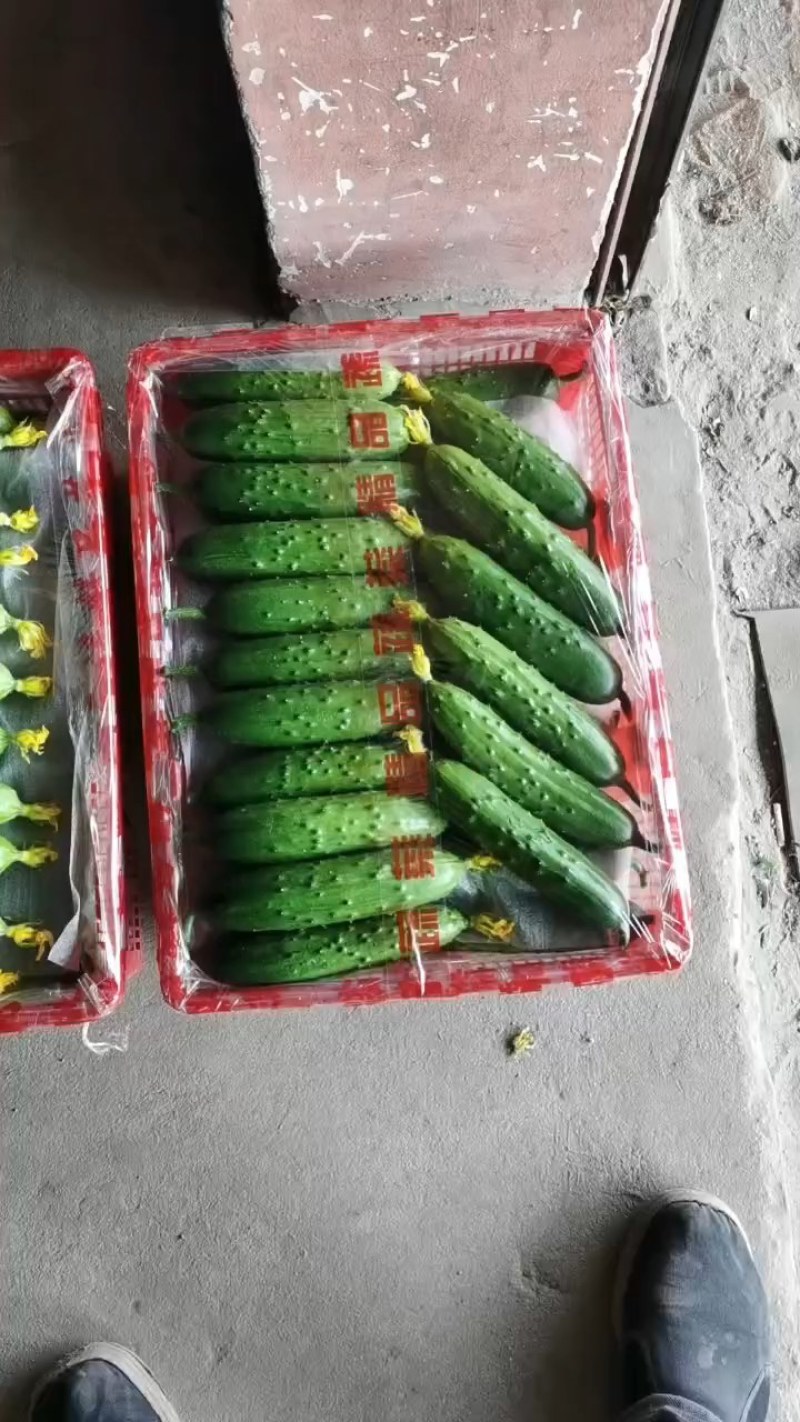 旱黄瓜