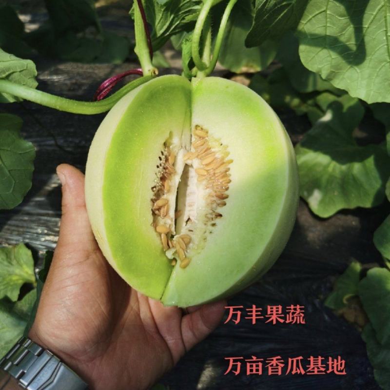 【精品】山东玉姑甜瓜基地直供承接电商商超全国接单