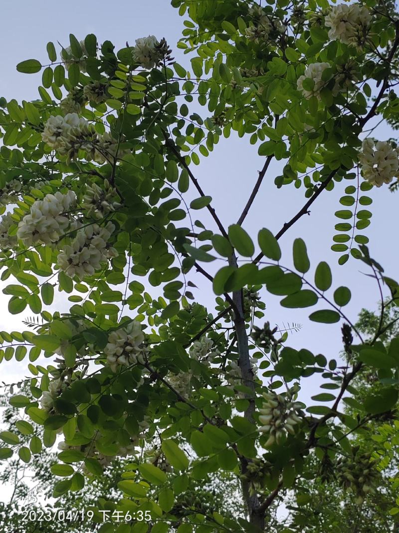 2025年洋槐花大量上市，产地农户一手货源，物美价廉。