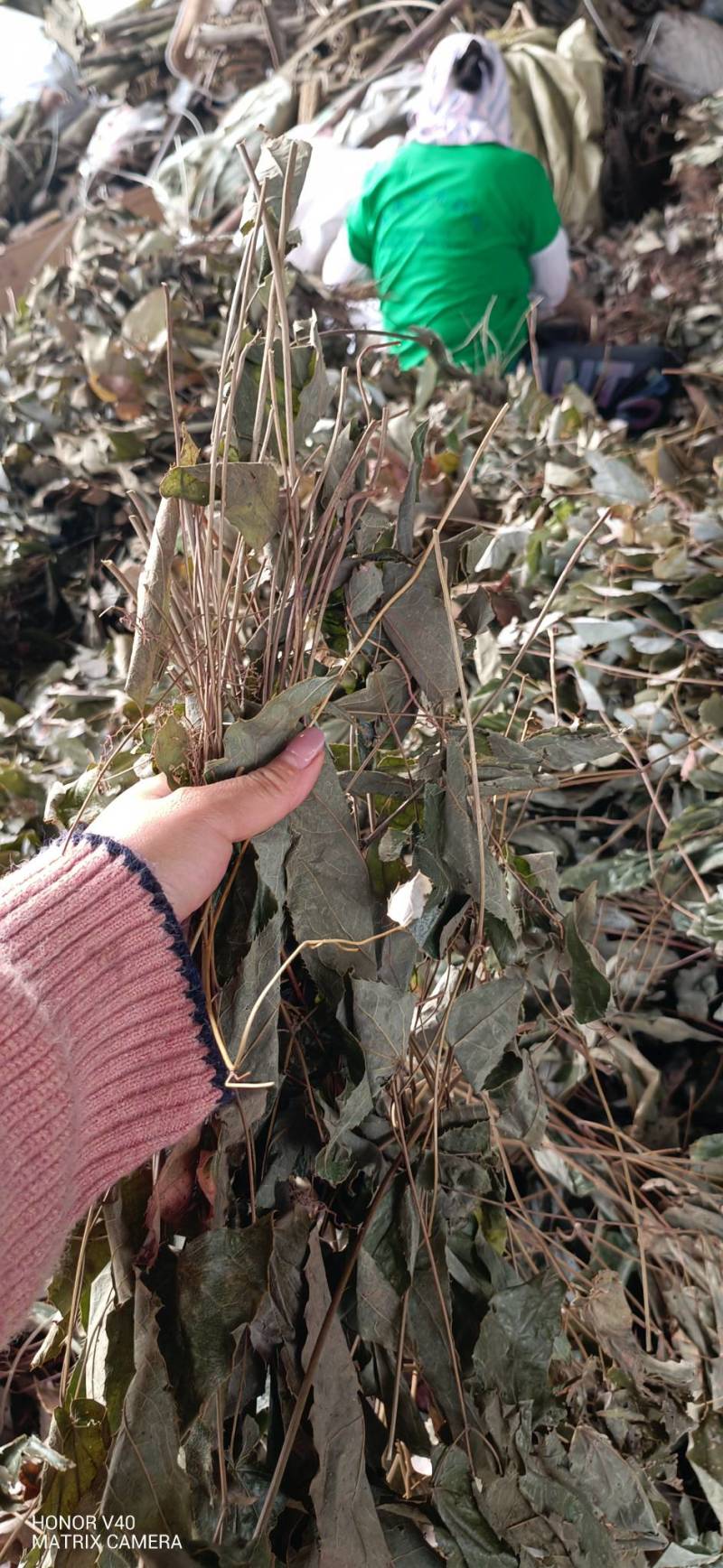 中草药淫羊藿，产地一手货源直供，量大从优各种规格可选