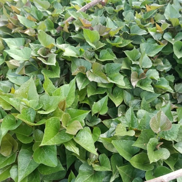 红薯苗