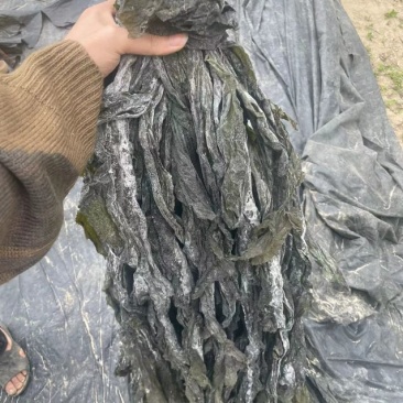 自家生产，价格优惠，批发价批发价