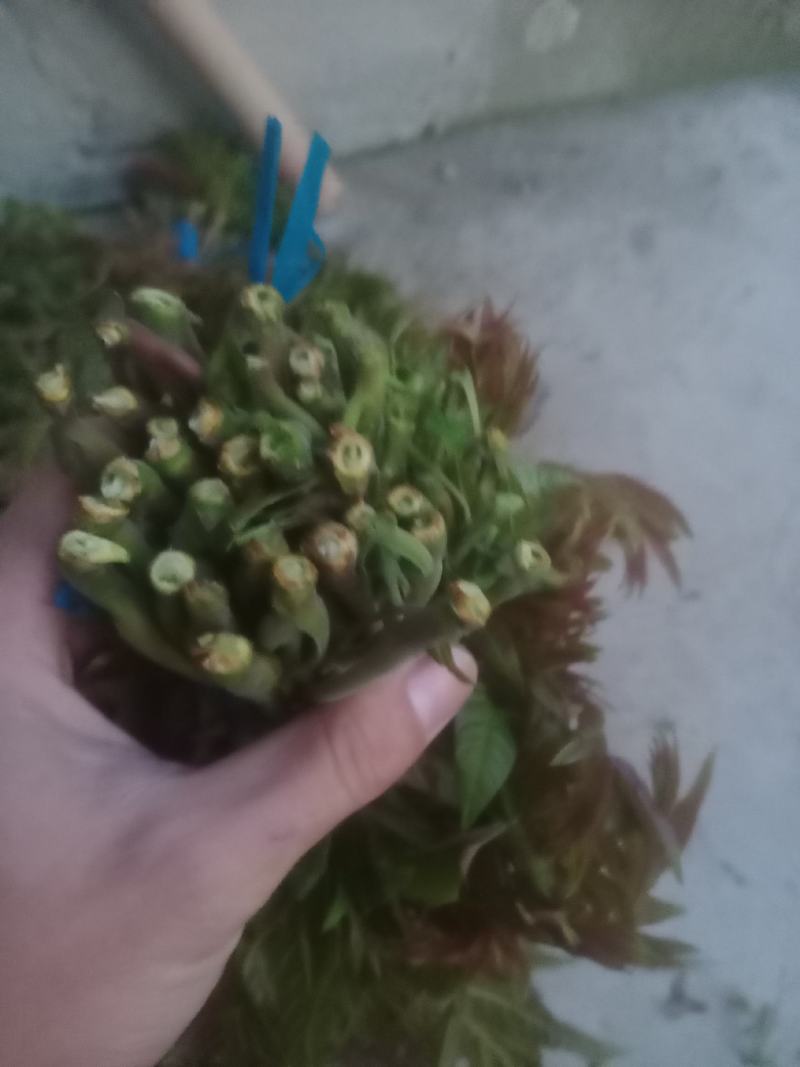 二茬香椿，大量上市，欢迎各位老板收购！