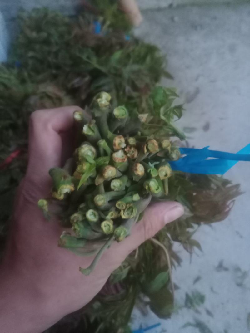 二茬香椿，大量上市，欢迎各位老板收购！