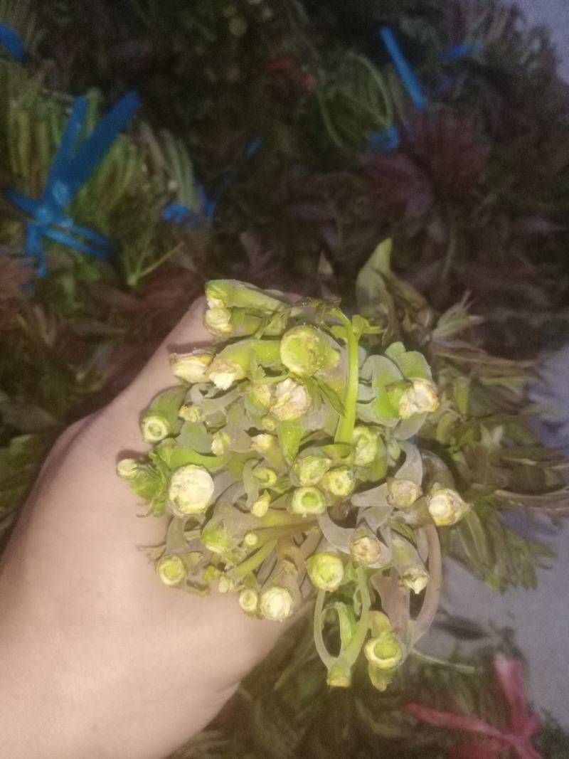 二茬香椿，大量上市，欢迎各位老板收购！