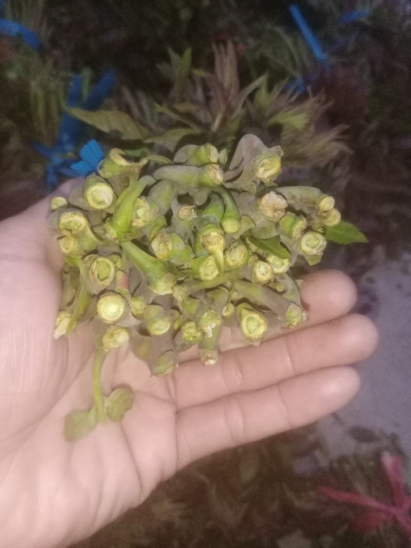 二茬香椿，大量上市，欢迎各位老板收购！