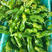 安徽宿州埇桥区薄皮辣椒，微辣，条形直，直径10到15厘米