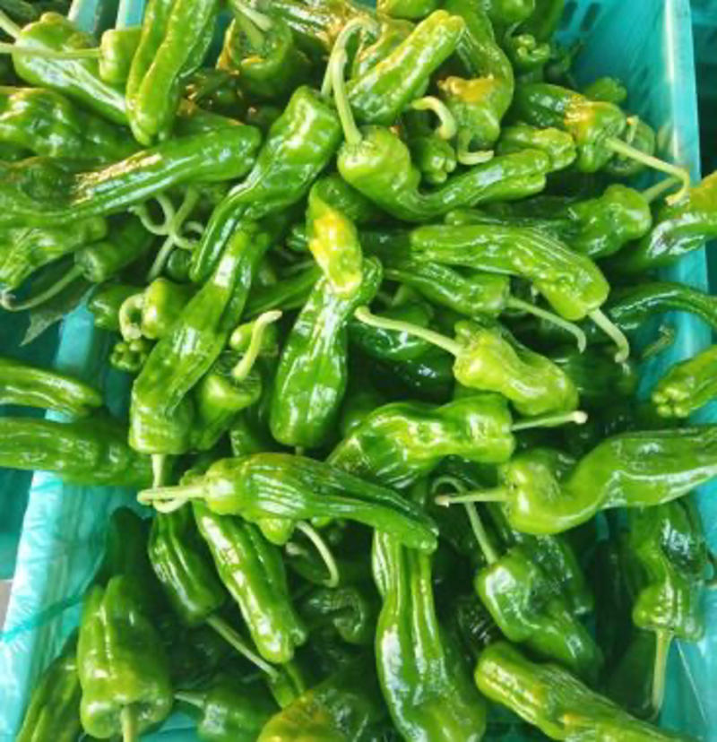安徽宿州埇桥区薄皮辣椒，微辣，条形直，直径10到15厘米