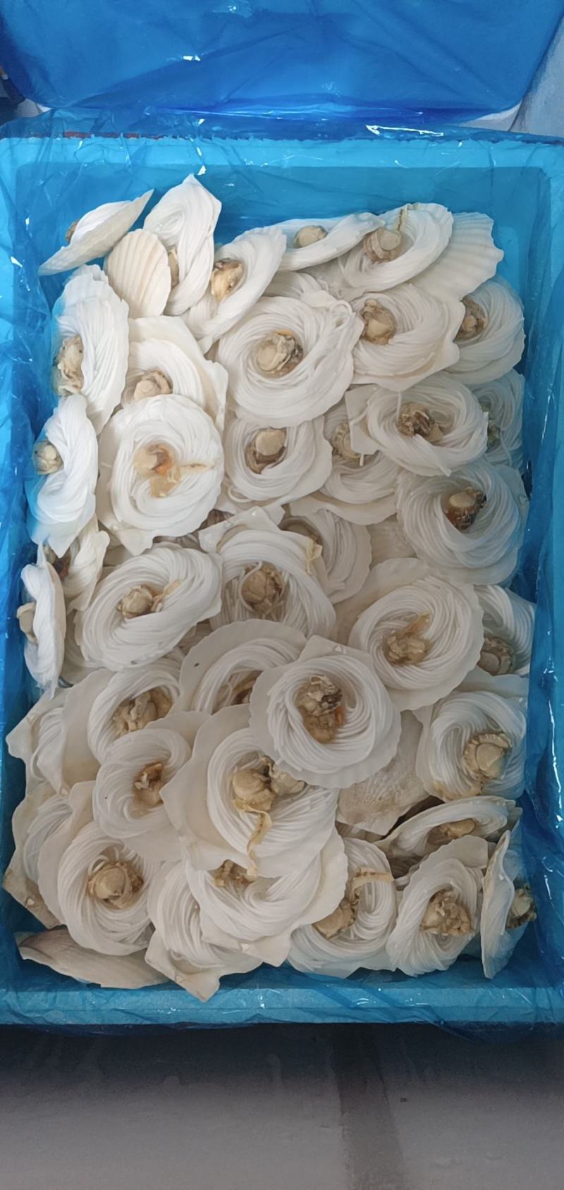 粉丝贝，蒜蓉贝扇贝系列粉丝贝大贝肉