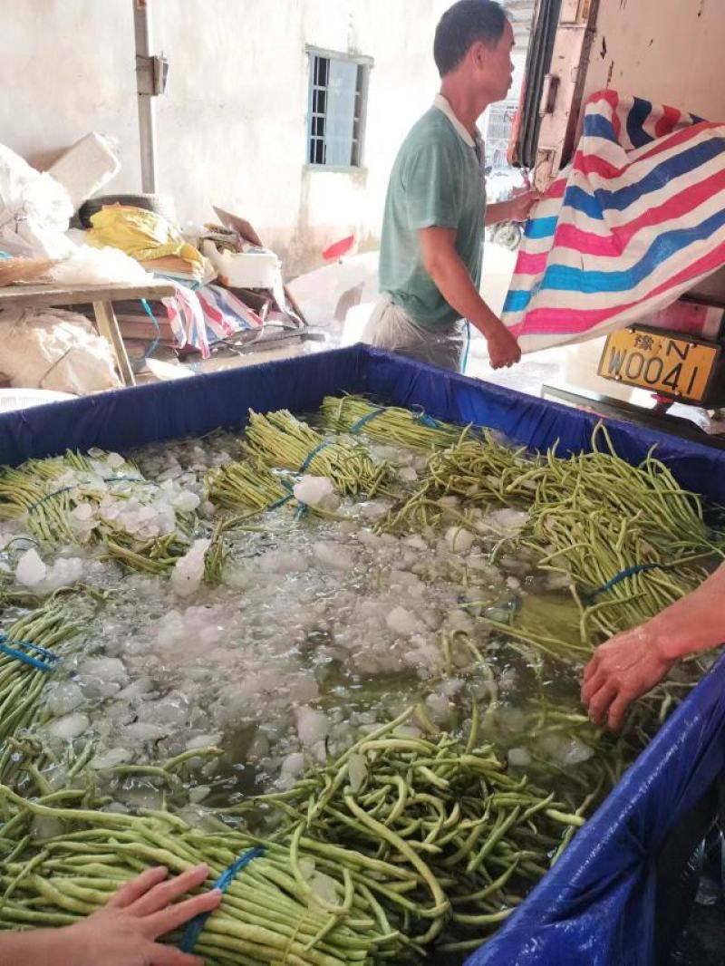 工厂货长豆角