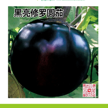 【优质】球形巨无霸超亮黑将军大黑色油亮茄子种子