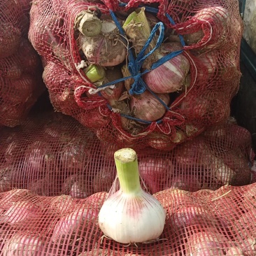 精品大蒜，6公分以上，可对接电商，量大从优欢迎来电咨询