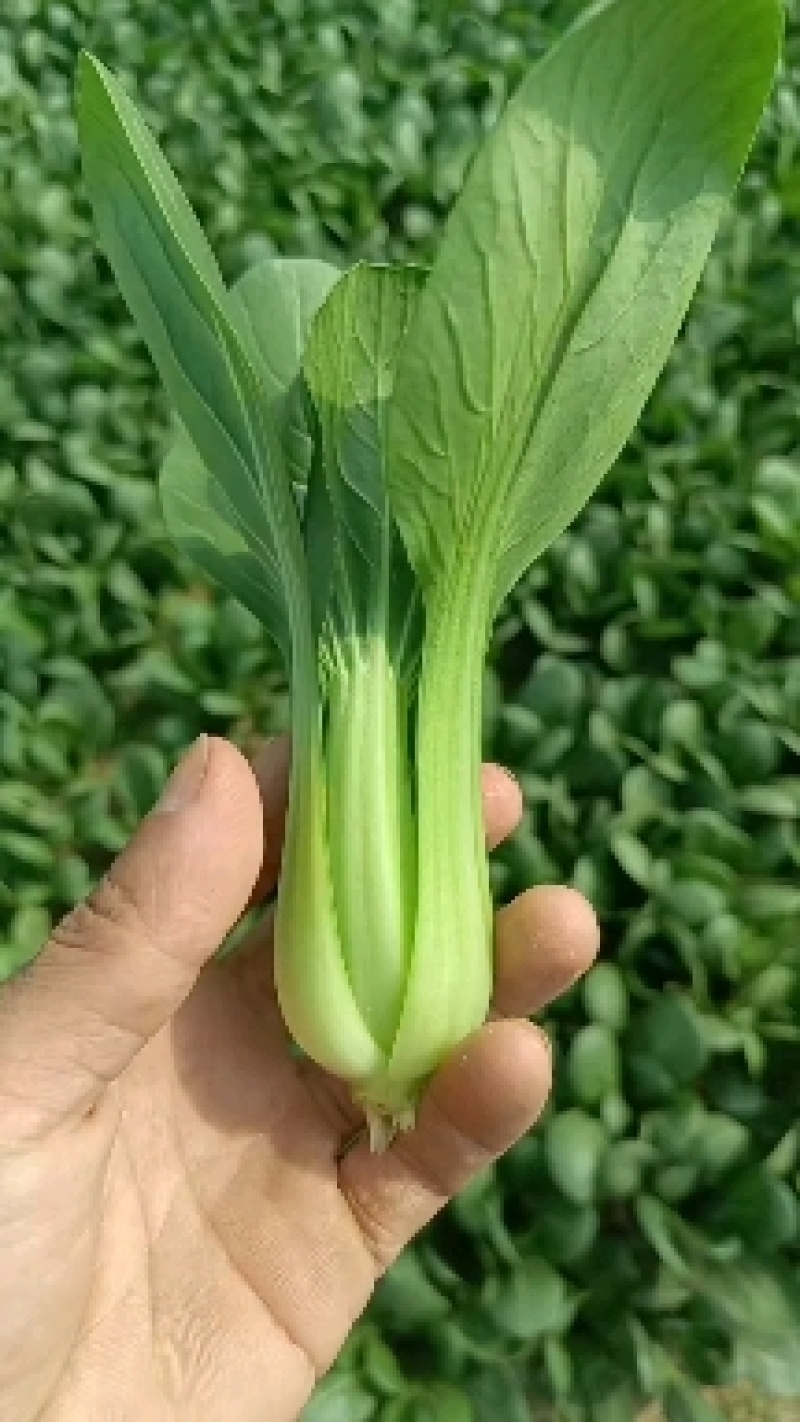 精品小中颗油菜