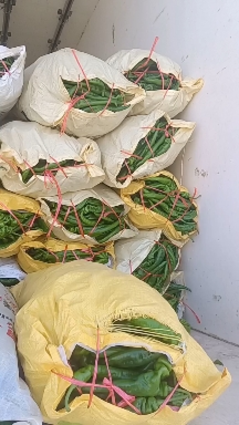 精品陇椒大量上市，产地一手货源，需要老板联系