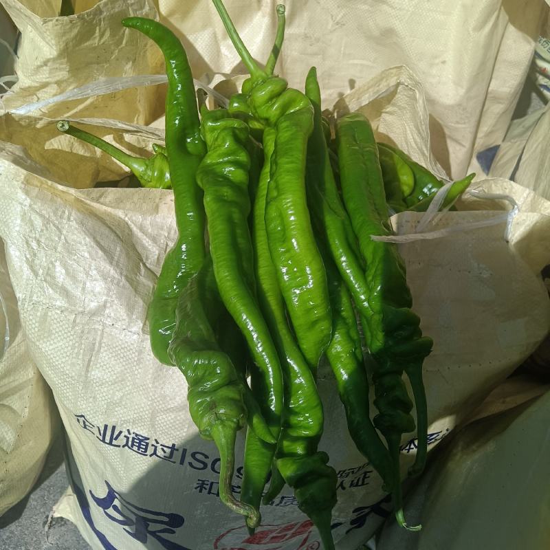 精品陇椒大量上市，产地一手货源，需要老板联系