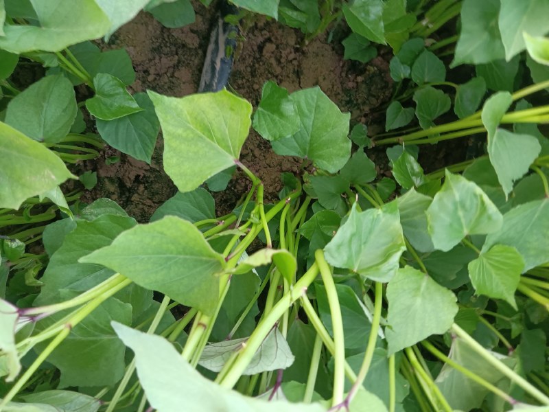 原种脱毒303地瓜苗，可拔可剪，原种苗产量高！
