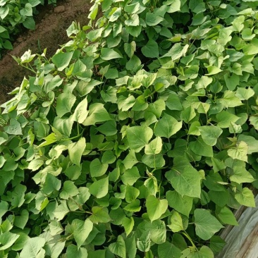 原种脱毒303地瓜苗，可剪可拔脱毒苗产量高