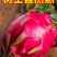 火龙果/红心火龙果/海南红心火龙果/京都一号/圆胖子