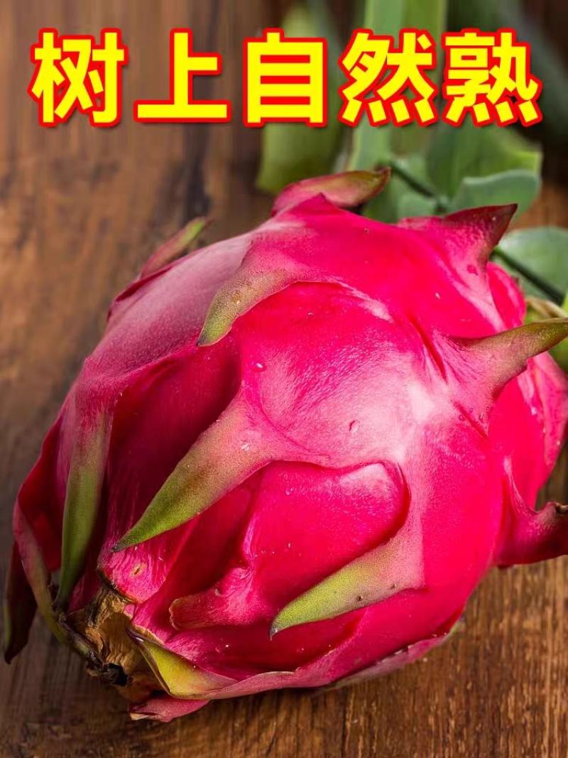 火龙果/红心火龙果/海南红心火龙果/京都一号/圆胖子