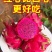 火龙果/红心火龙果/海南红心火龙果/京都一号/圆胖子